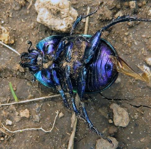 Réf. 203 381 : Trypocopris pyrenaeus